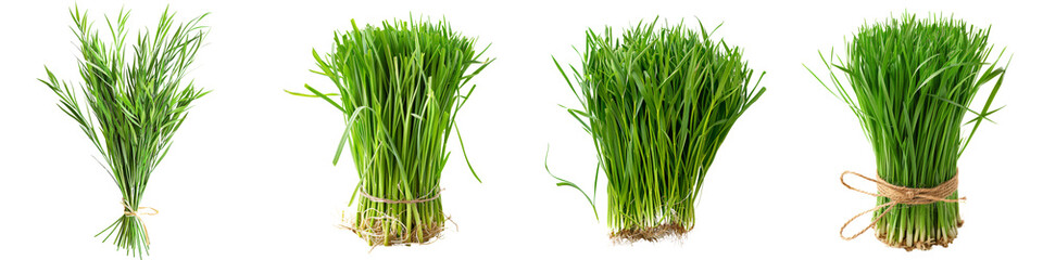 Collection of Green grasses isolated on white or transparent background