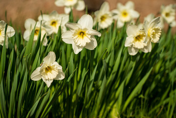 Fototapeta premium white narcissus in the garden