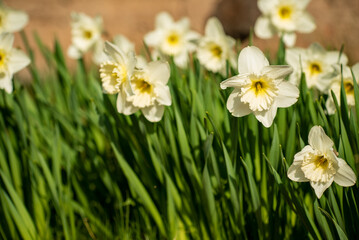 white narcissus in the garden