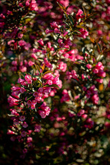 Weigela plant in the garden