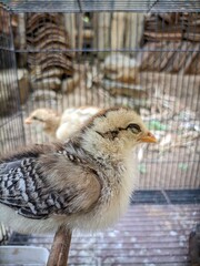 Two baby chicks are sitting on a perch in a cage. One of the chicks is brown and white, while the other is brown and black