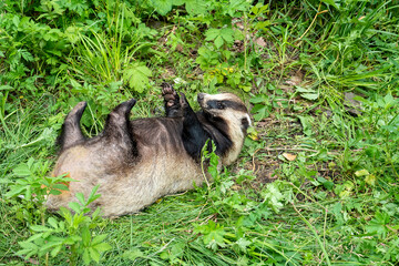 A badger lies on its back in thick, green grass, playfully rolling around while basking in the sun. The surrounding foliage adds to its natural setting. © Павел Чепелев