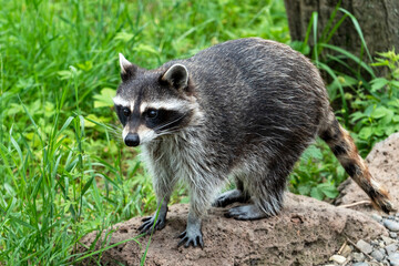 A raccoon stands on a rock amidst vibrant greenery, curiously observing its surroundings under bright daylight. The animal appears alert, showcasing its characteristic features.