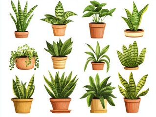 Collection of Beautiful Potted Plants