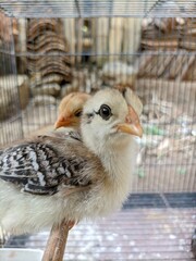 Two baby chicks are sitting on a perch in a cage. One of the chicks is brown and white, while the other is brown and black