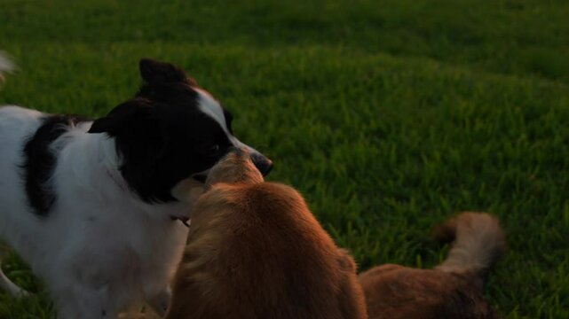 two cute dogs are playing