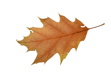autumn leaf