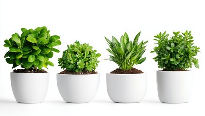 Fototapeta premium Elegant Houseplants in Modern Pots