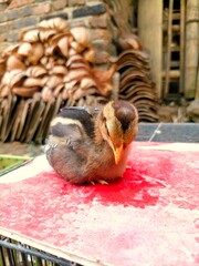 A chick is lying on a piece of red cardboard. The cardboard is on top of the cage