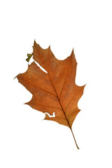 autumn leaf