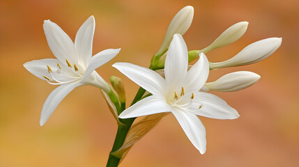 Fototapeta premium A close-up shot of two white lilies in bloom against a soft orange background.