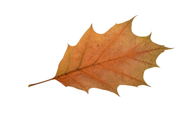 autumn leaf