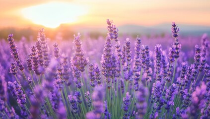 Naklejka premium Lavender Field at Sunset