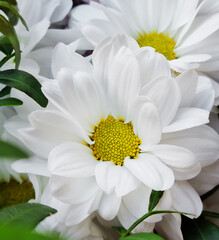 Chrysanthemum or chrysanth flowers blooming with white petals with yellow pollen center arranged in a bouquet with fresh green leaves used as romantic gift for greeting for holiday celebration