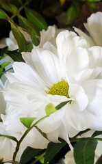 Single Chrysanthemum or chrysanth flower head blooming with white petals with yellow pollen center among green leaves in a bouquet used as romantic gift for greeting for holiday celebration decor