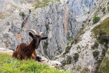 Obraz premium Mountain goats resting at the Cares gorge hiking trail in the Picos de Europa mountains in Asturias, Spain