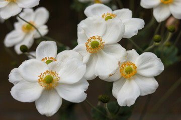 The Anemone *Honorine Jobert* looks stunning with its beautiful white flowers in full bloom.