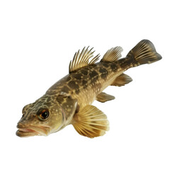 Naklejka premium Freshwater Fish with Detailed Scales and Fins
