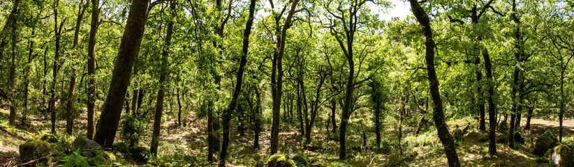 Picturesque panoramic forest landscape in the cross-border national park Peneda-Geres, Portugal
