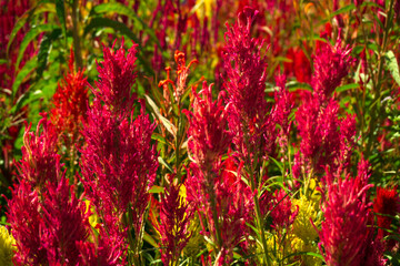 red and yellow flowers