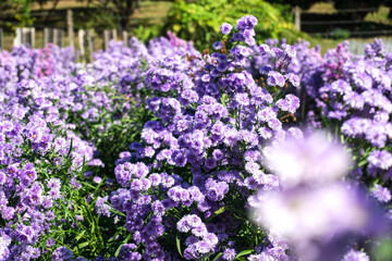 Obraz premium flowers in the garden