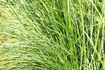 Natural background of green grass