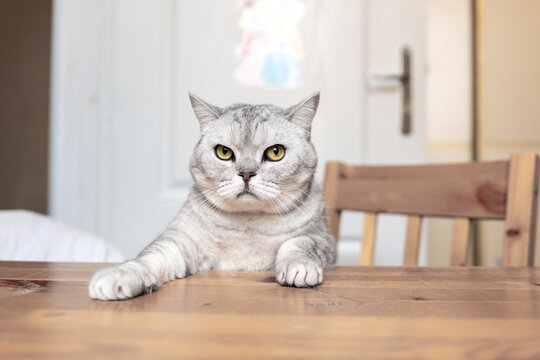 Cat Table Sitting Food - A grey tabby cat sits on a wooden table with a serious expression.