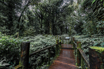 The natural background on the top of a high mountain, the cold air and fog covering the various trees, the richness of the rainforest, always makes travelers stop by to study the route.
