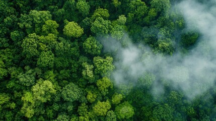 Global Carbon Credit Marketplace Platform Connecting Verified Project Developers with Corporate Buyers Through Blockchain Technology for Transparent Environmental Impact Trading Solutions