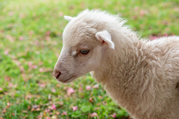 A young lamb Grazing on Green Grass in the park of Fundacao Serralves museum in Porto