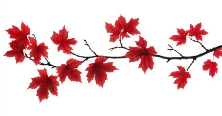 Vibrant Autumn Maple Leaves