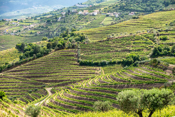 Quaint agricultural landscape in the Douro valley at viewpoint Espaco Douro Vivo near village Santa...
