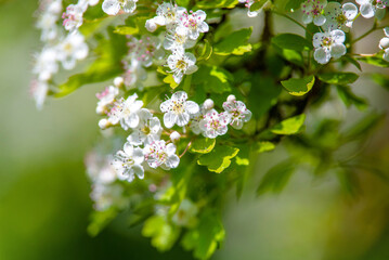 White hawthorn flowers on a green natural background

