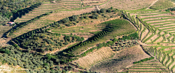 Aerial view of grapevine agriculture terraces near Villa Nova de Foz Coa