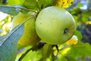 Nature, green and apples on trees in farm for growth, harvest and organic produce at orchard. Agriculture, natural background and fruit for sustainability, ecology and healthy food in countryside