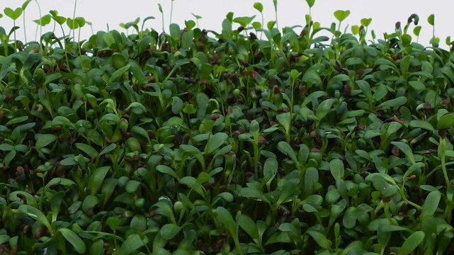 Super time lapse and close up of alfalfa sprouts growing in soilless tray over course of almost 2 weeks. Microgreen container with soaking seeds was placed inside photography light box