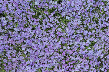 Obraz premium Beautiful pink and purple Phlox awl-shaped flowers on a sunny day close-up. Phlox subulata