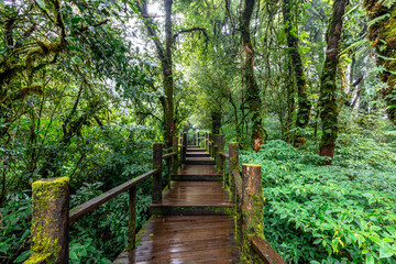 The natural background on the top of a high mountain, the cold air and fog covering the various trees, the richness of the rainforest, always makes travelers stop by to study the route.