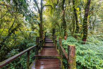 The natural background on the top of a high mountain, the cold air and fog covering the various trees, the richness of the rainforest, always makes travelers stop by to study the route.