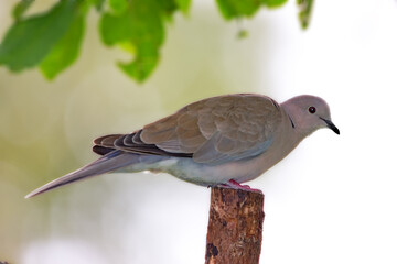 Environment, branch and turtle dove on tree in nature for sustainability, ecology or wildlife ecosystem. Garden, fauna and closeup of pigeon in countryside for bird watching, conservation and park