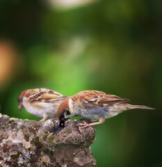 Environment, eating and sparrow on tree in nature for sustainability, ornithology or wildlife ecosystem. Garden, fauna and closeup of animal in countryside for bird watching, conservation and park