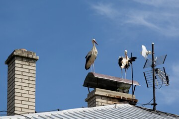 Two storks on the chimney of a family house. Czechia