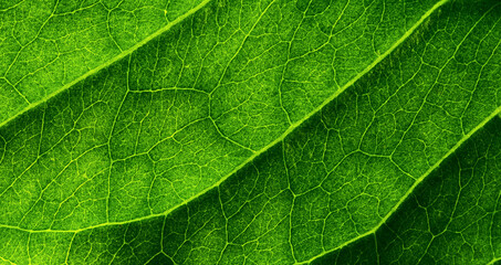 Fototapeta premium Close-up part of the green leaf