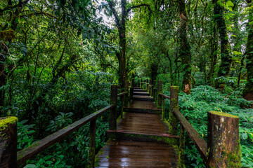 Obraz premium The natural background on the top of a high mountain, the cold air and fog covering the various trees, the richness of the rainforest, always makes travelers stop by to study the route.