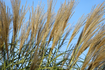 Deciduous ornamental grass, Miscanthus sinensus in garden.