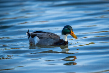 A mallard duck wading in a pond