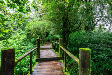 The natural background on the top of a high mountain, the cold air and fog covering the various trees, the richness of the rainforest, always makes travelers stop by to study the route.