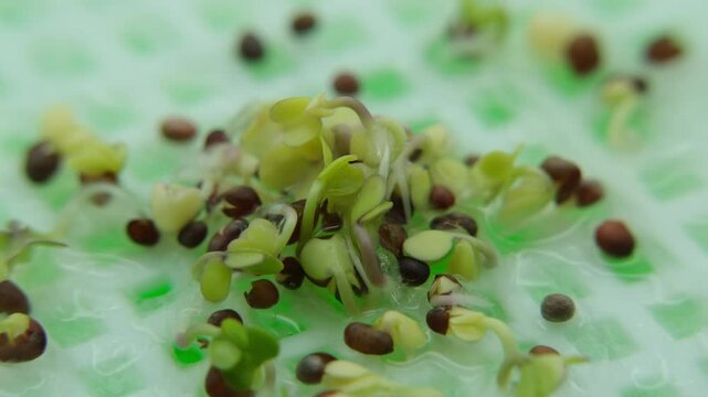 Super time lapse add extreme close up of germinating and sprouting exposed broccoli seeds in time lapse while growing microgreens in soilless and artificial grow light environment