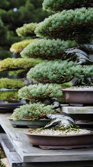 Closeup of a bonsai tree with multiple layers of branches, showcasing the art of bonsai.