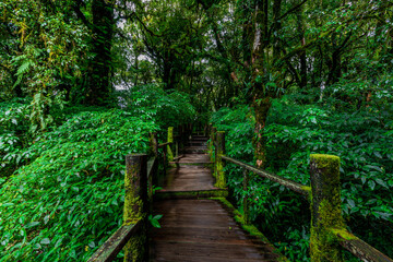 The natural background on the top of a high mountain, the cold air and fog covering the various trees, the richness of the rainforest, always makes travelers stop by to study the route.